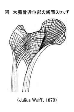 大腿骨近位部の断面スケッチ大腿骨近位部の断面スケッチ（Julius Wolff、1870）